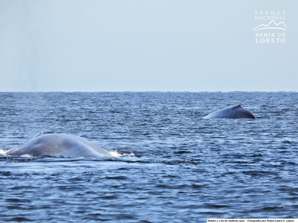 Llegan los primeros ejemplares de ballena azul