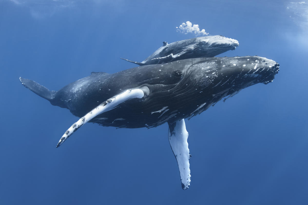 Se conmemoró Día Mundial de las Ballenas y los Delfines 