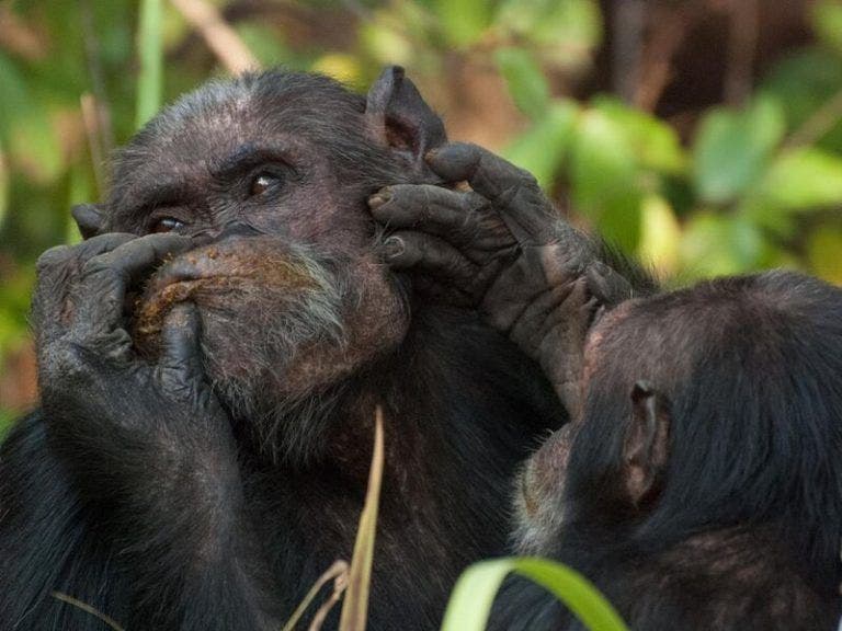 Chimpancés aplican ungüentos a base de insecto 
