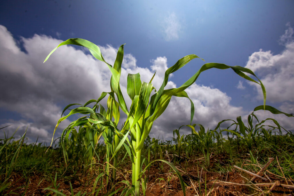 Creció 2.9% subsector agrícola de México