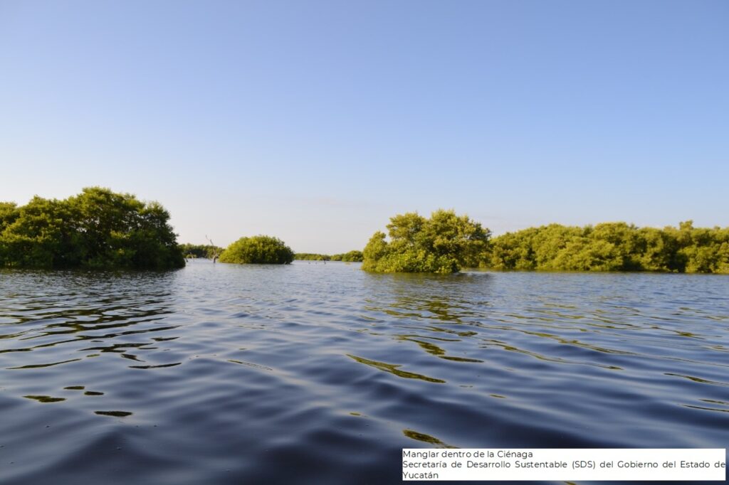 Designan nuevo Sitio Ramsar en Costa Norte de Yucatán