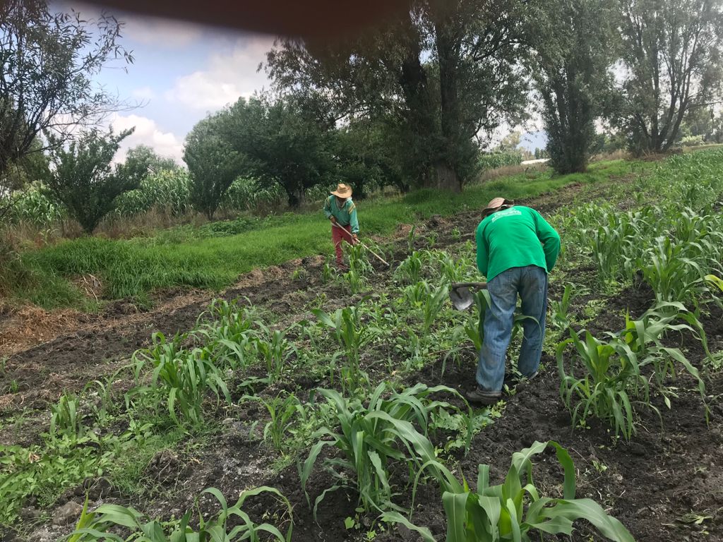 Se gesta una crisis en el campo mexicano