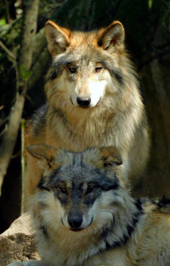 Lamentan fallecimiento de 2 ejemplares de lobo mexicano
