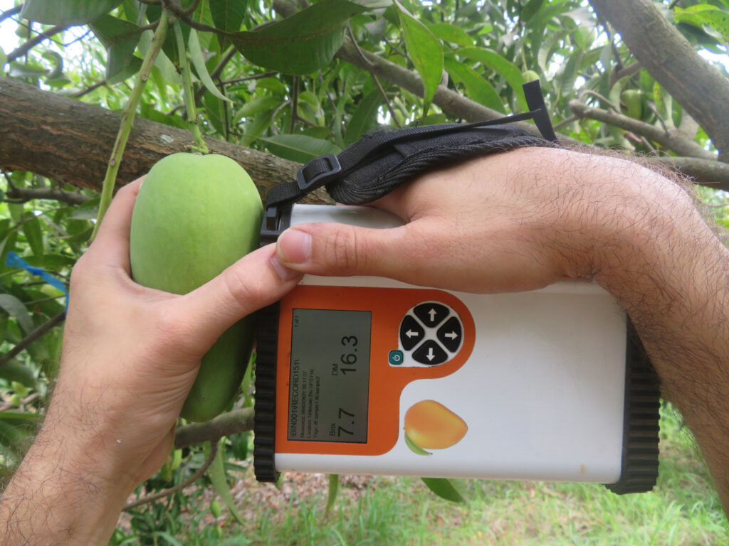 Tecnología para determinar madurez del mango 