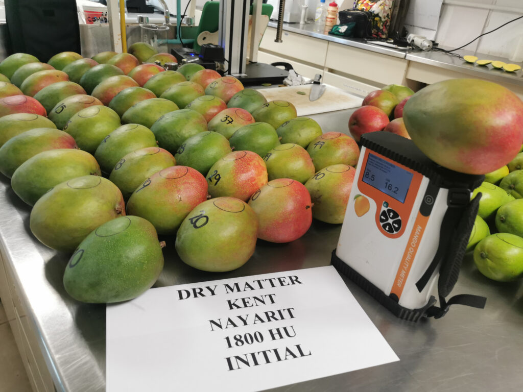 Tecnología para determinar madurez del mango 