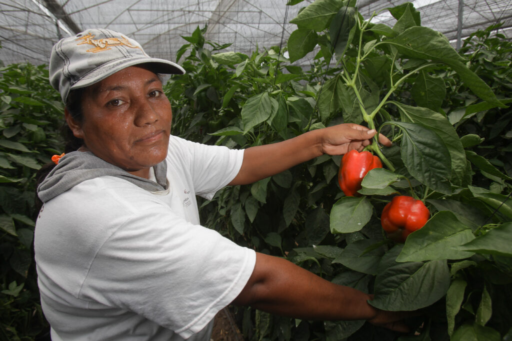 Más de 992 mil mujeres trabajan en sector primario 