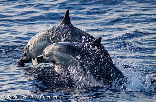 Gobiernos fallan en protección global de los océanos