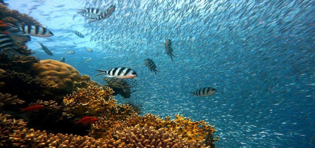 Los peces son criaturas ruidosas: gruñen y parlotean 