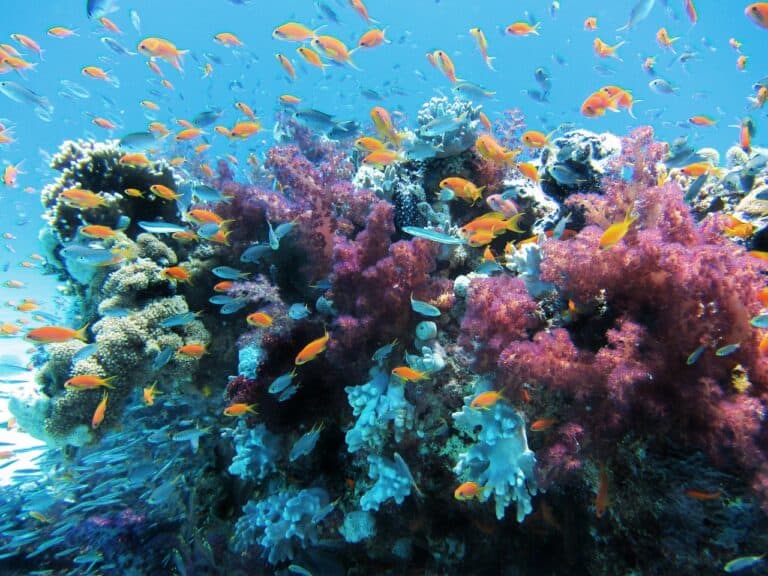 Los peces son criaturas ruidosas: gruñen y parlotean 