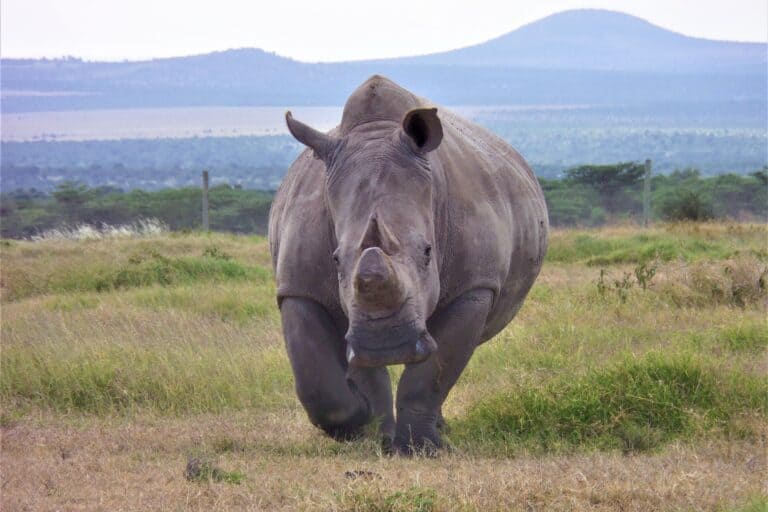 Científicos cerca de salvar a los rinocerontes blancos