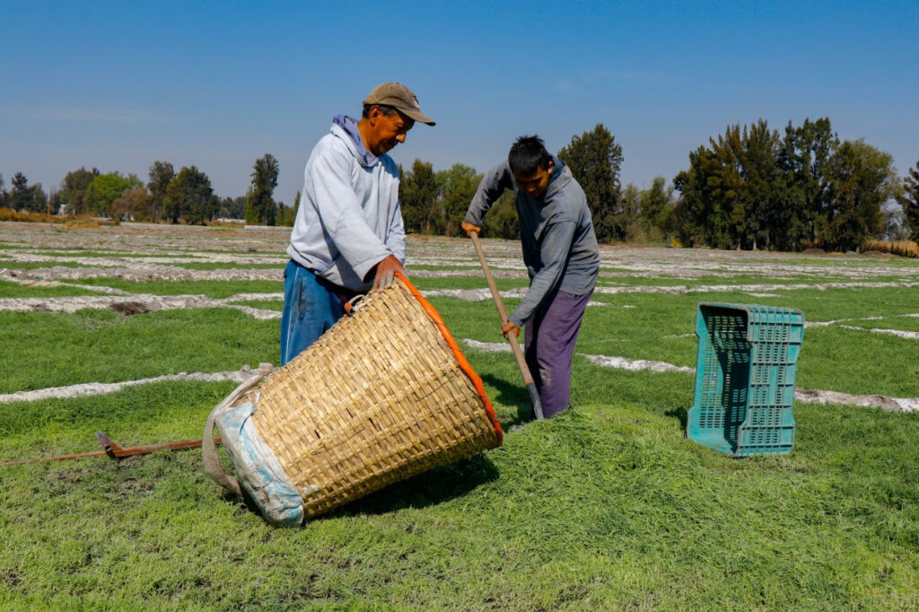 Alistan productores más de 2 mil toneladas de romeritos 