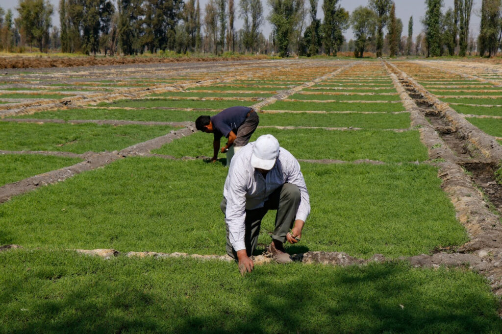 Alistan productores más de 2 mil toneladas de romeritos 