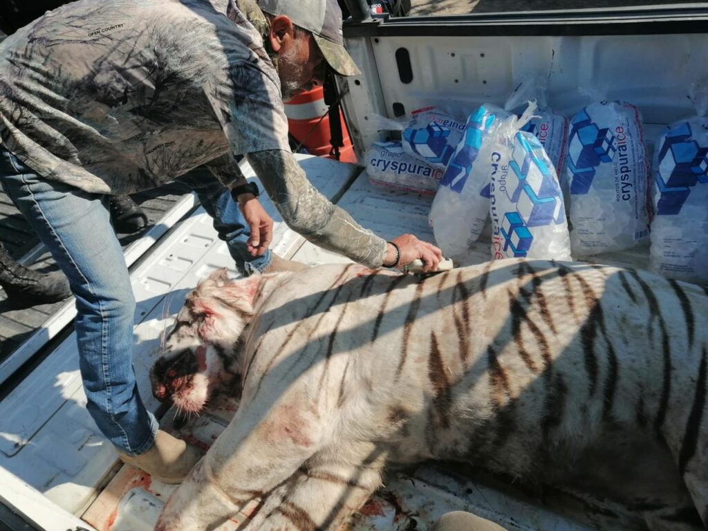Presentan demanda por muerte de tigre en Huimilpan 