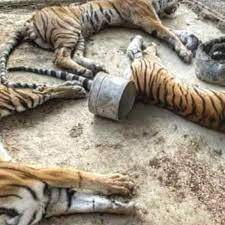Exigen a SEMARNAT no dejar impune muerte de tigres 