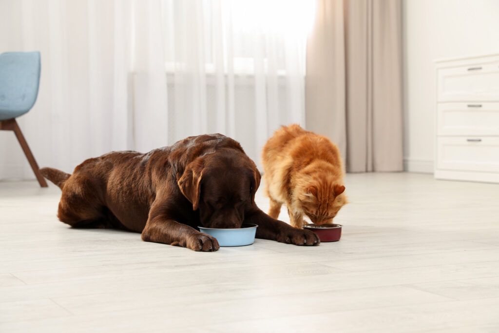 Mercado potencial del alimento para mascotas