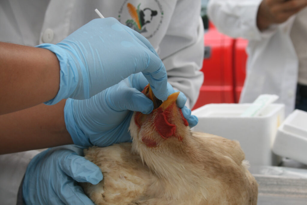 No hay riesgo ante primer caso humano de influenza aviar 