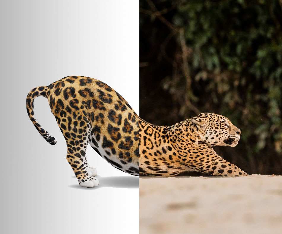 Presentan al jaguar en realidad aumentada 