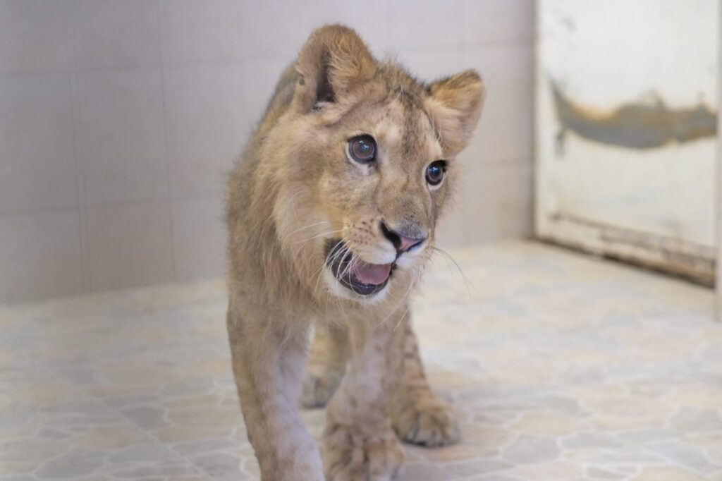 Bomberos capturan a cachorro de león africano