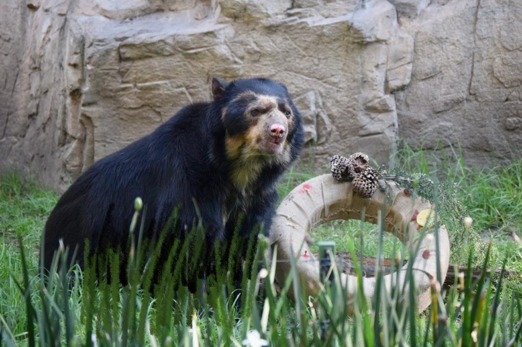 Muere Carlos: oso longevo de antifaz de Chapultepec
