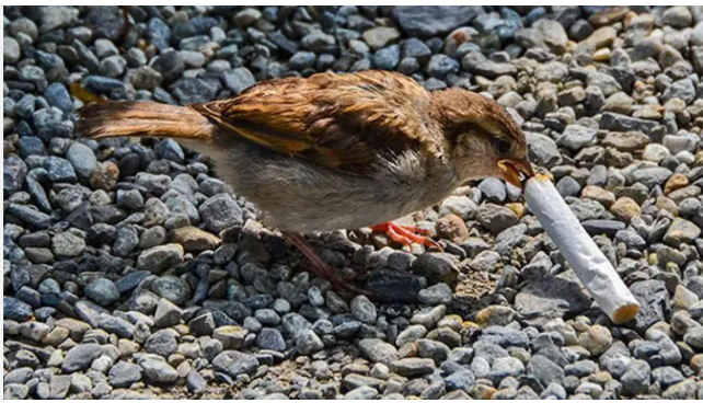 Pájaros utilizan colillas de tabaco para armar sus nidos