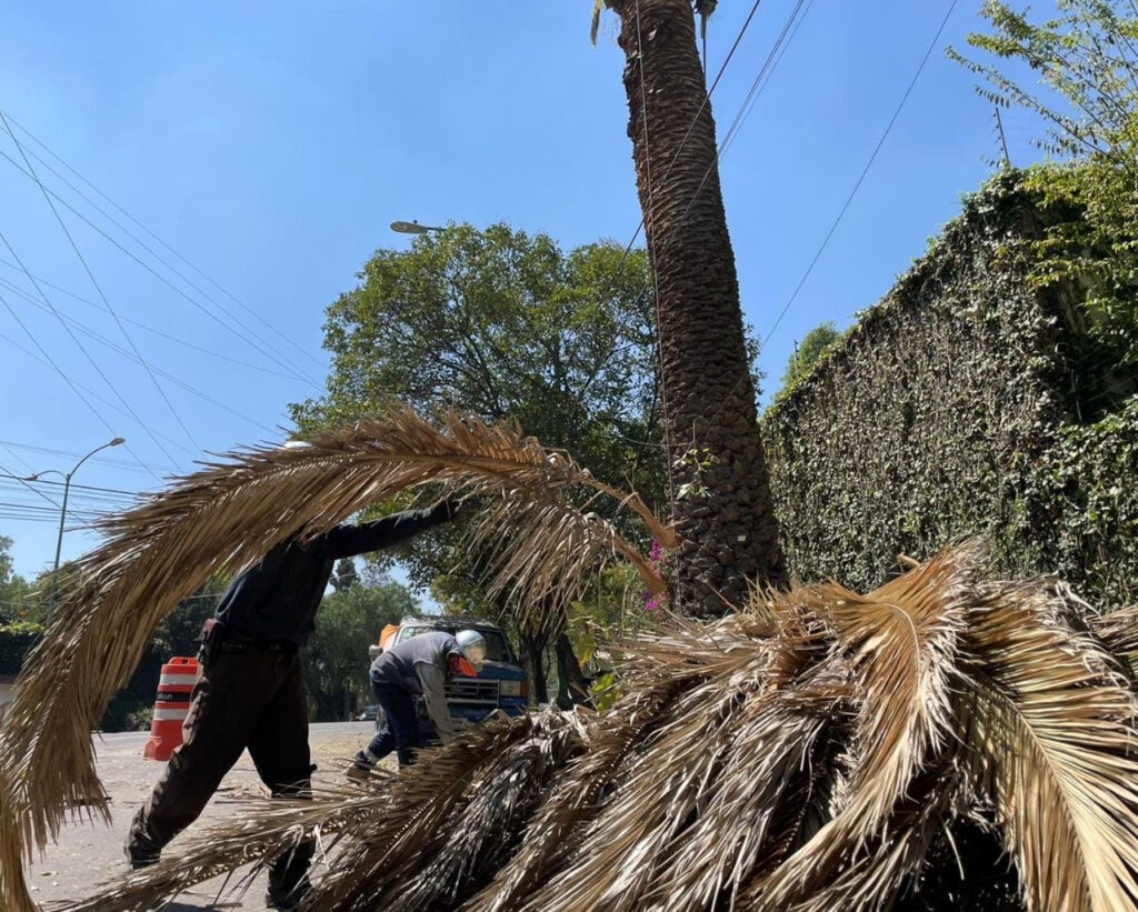 Realizan poda sanitaria a mil 430 palmeras 