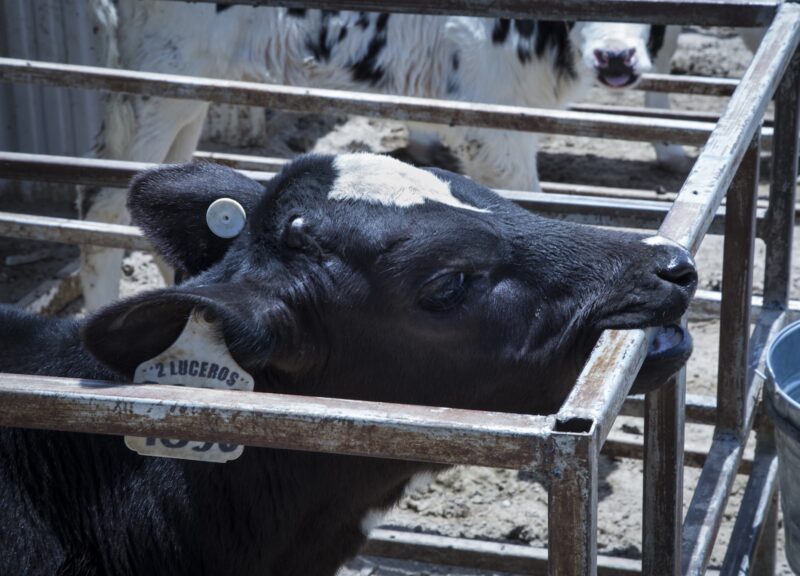 Cómo daña la industria de la leche a las vacas