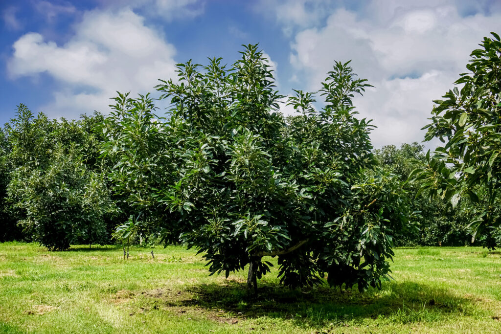 Reabre Costa Rica su mercado al aguacate mexicano