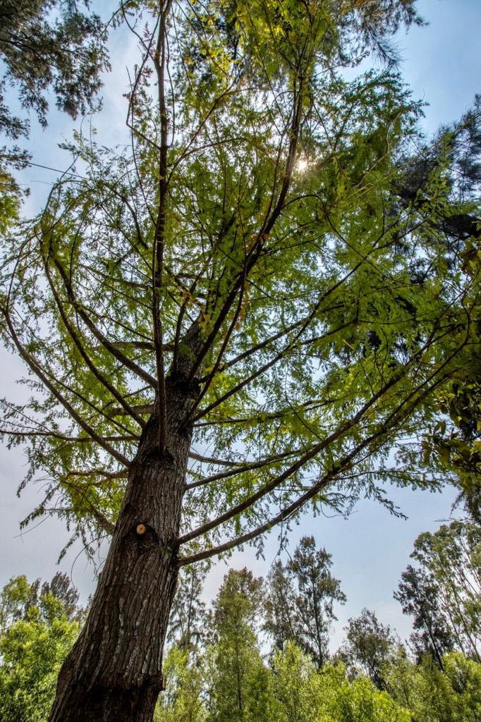 Llega a la CDMX ahuehuete para la Glorieta de Reforma