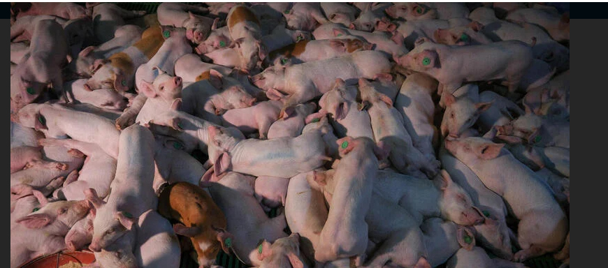 Pueblos exigen una América libre de fábricas de cerdos