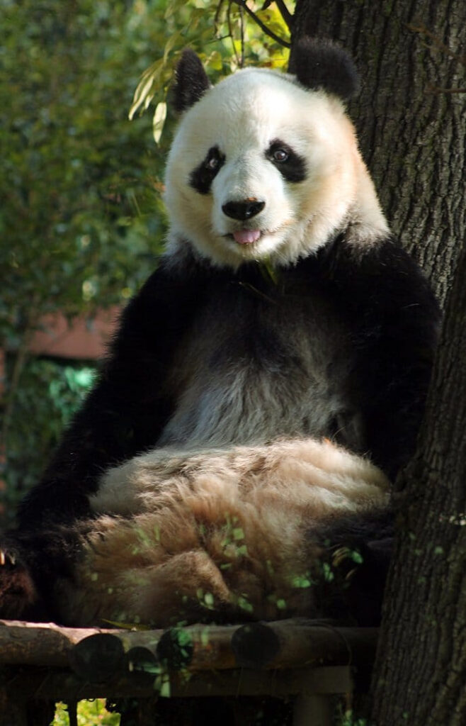 Festejarán cumpleaños de osos panda de Chapultepec
