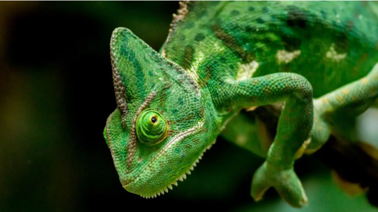 Uno de cada cinco reptiles se enfrenta a la extinción