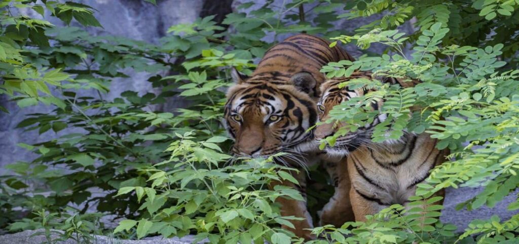 Cazadores furtivos asesinan a tres tigres en extinción