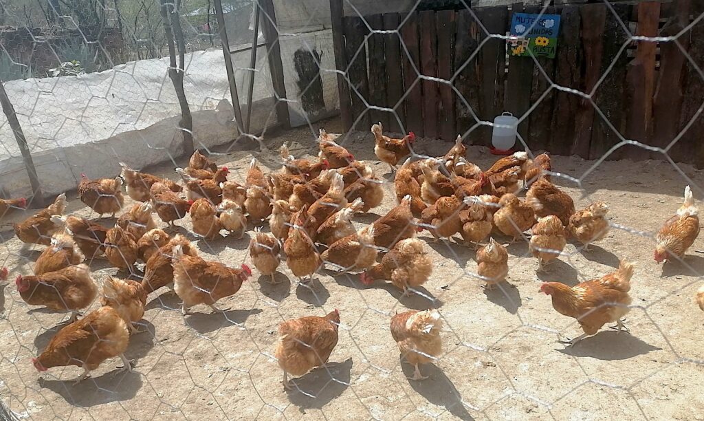 Programa de gallinas libres de jaula beneficia a mujeres 