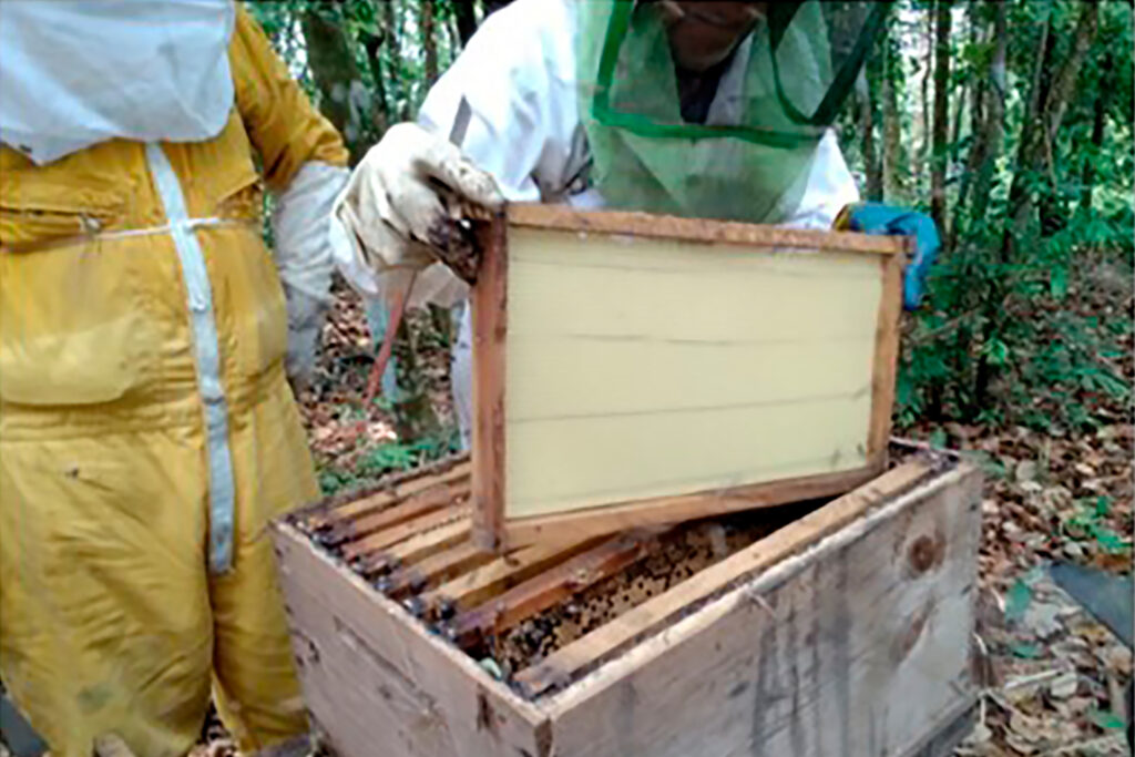 Aumenta 25 por ciento producción de miel 