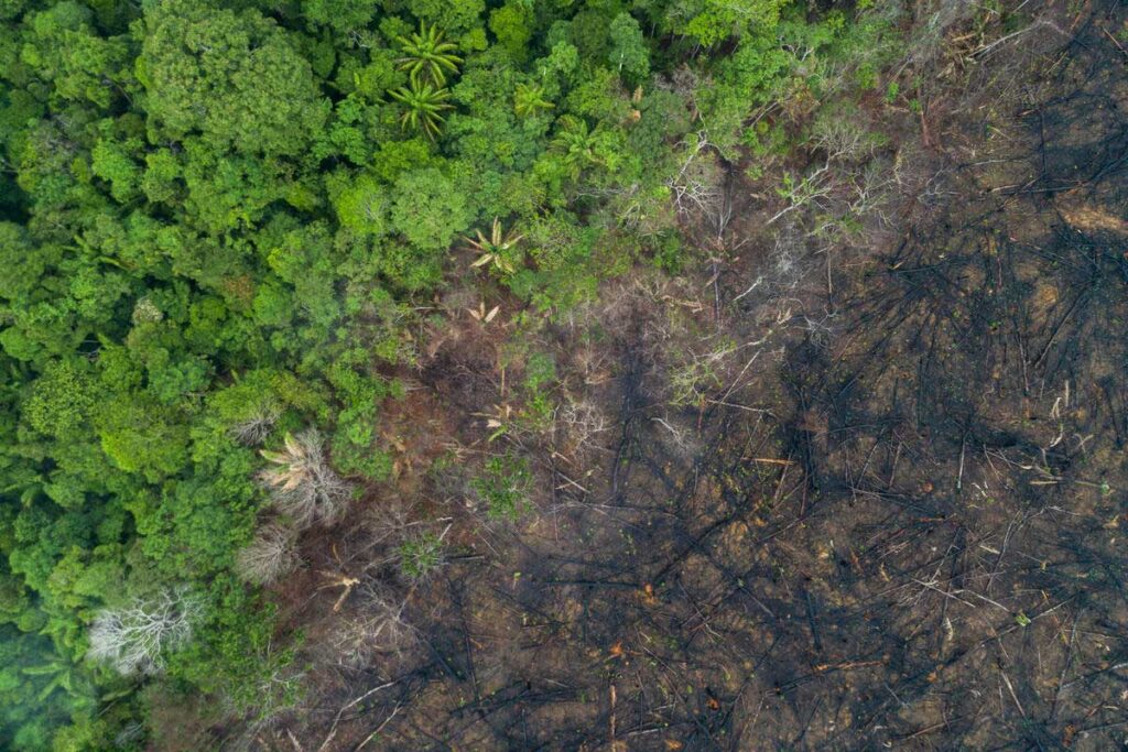 WWF: Falta de liderazgo pone en riesgo real a la COP15 