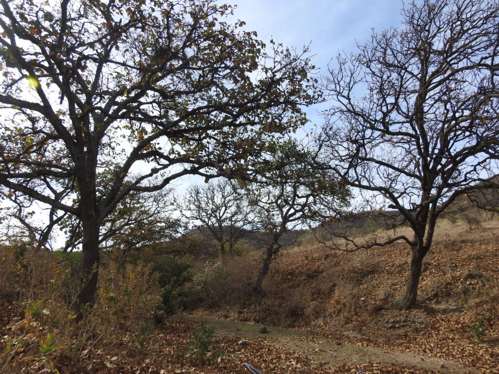 Alertan sobre construcción de granja porcícola en Jalisco