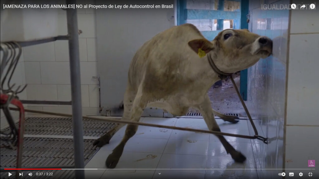 Ley en Brasil podría dejar sin inspección a mataderos