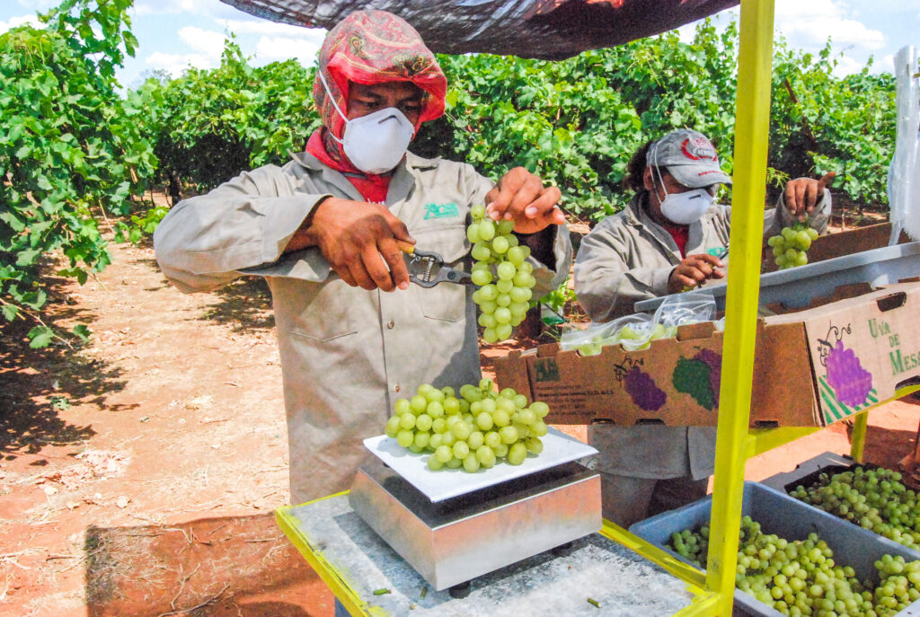 Destacan estados del sur en producción agroalimentaria 