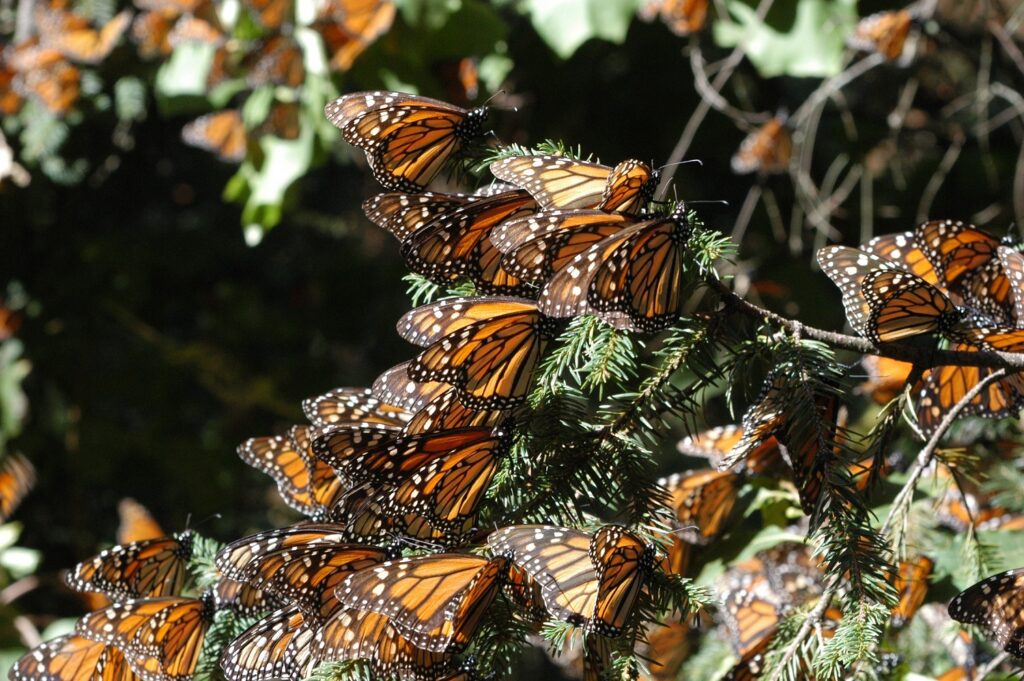 México refrenda su compromiso con la mariposa Monarca 
