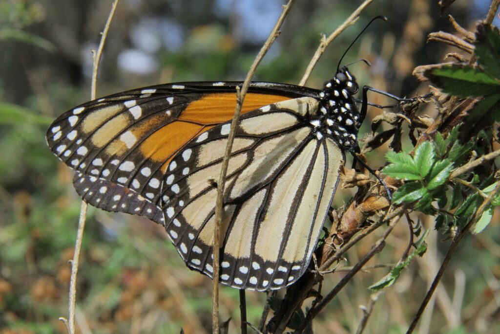 México refrenda su compromiso con la mariposa Monarca 
