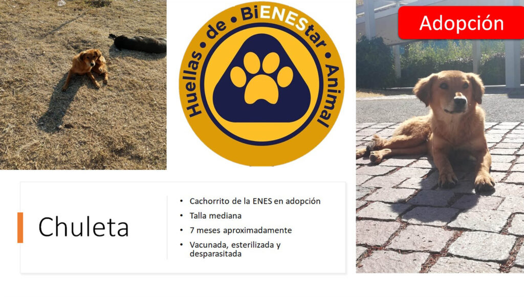 ENES León favorece el bienestar animal