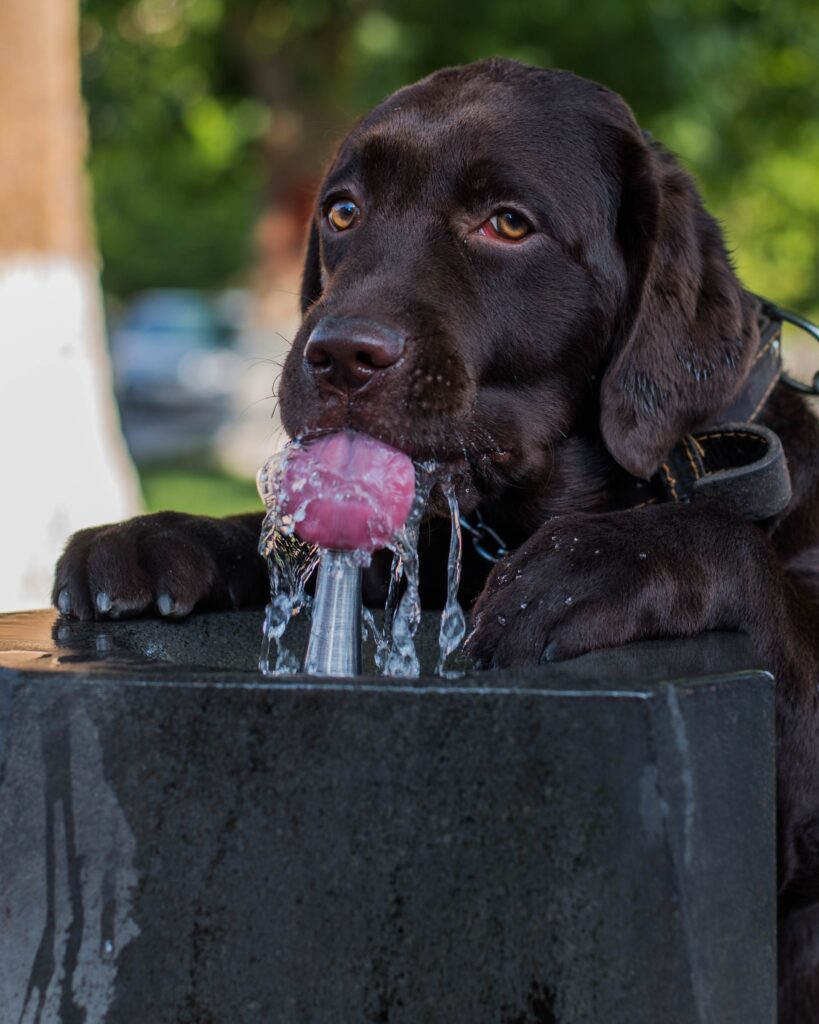 Calor y paseos: guía para cuidar a tu animal de compañía