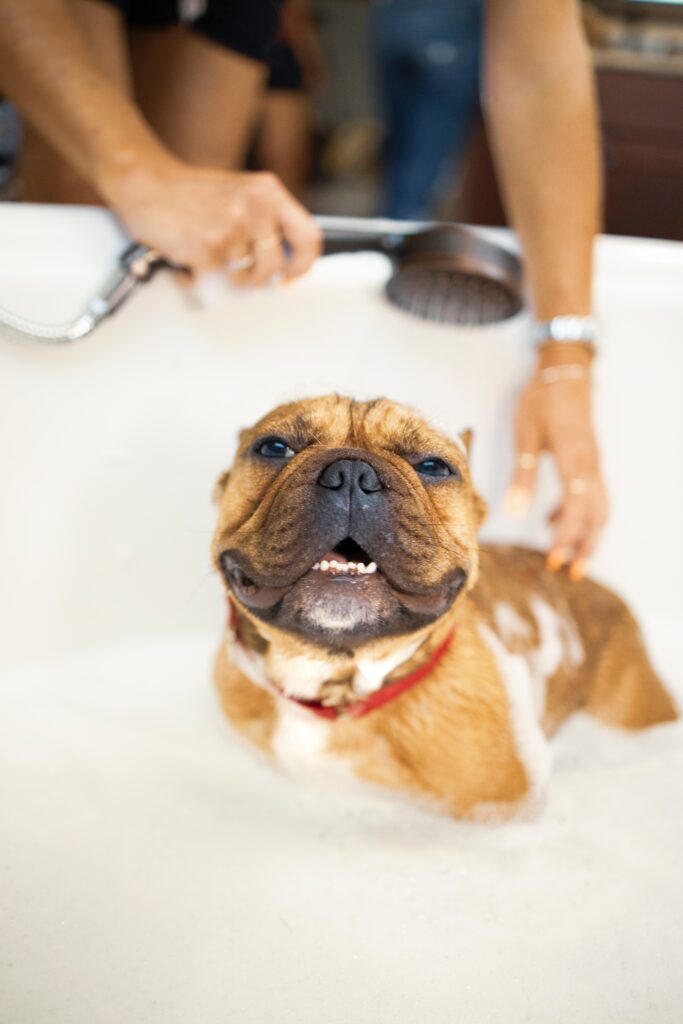 Calor y paseos: guía para cuidar a tu animal de compañía