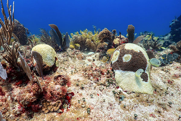 Grave padecimiento ataca a corales del Caribe mexicano