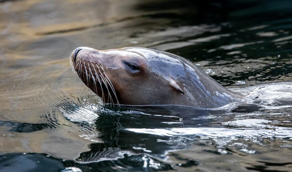 Las focas usan sus bigotes para rastrear a sus presas 