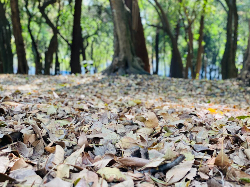 Reincorporar hojas secas de los árboles al suelo