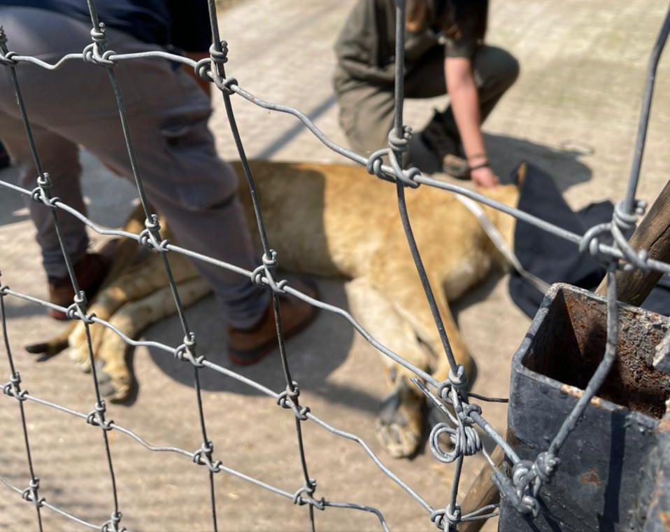 Revisan a los felinos para trasladarlos a Puebla