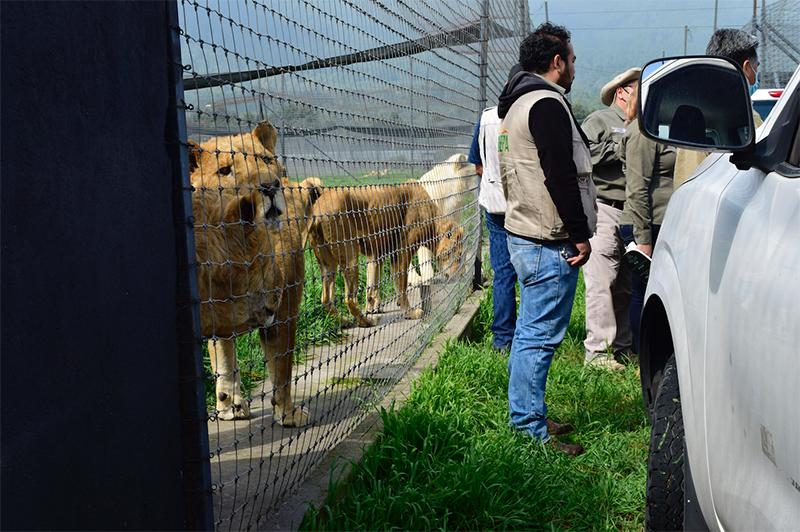 Felinos del Ajusco irán a un lugar idóneo: Profepa 