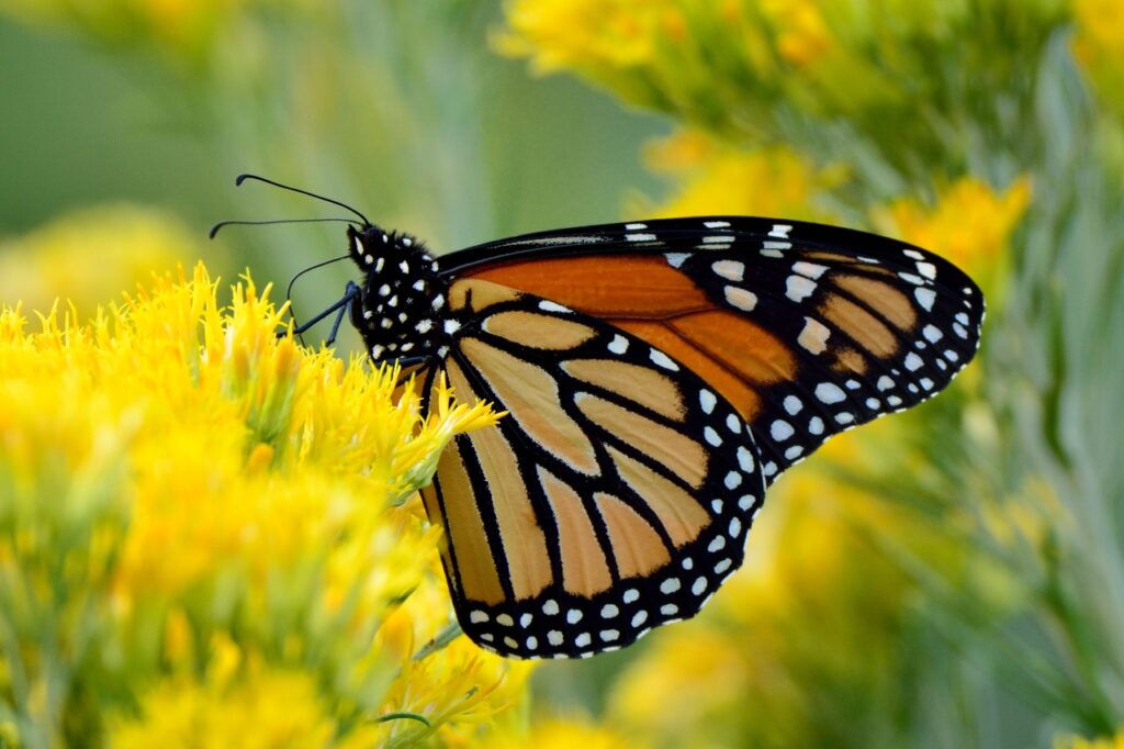 La mariposa monarca entra a la Lista Roja de la UICN
