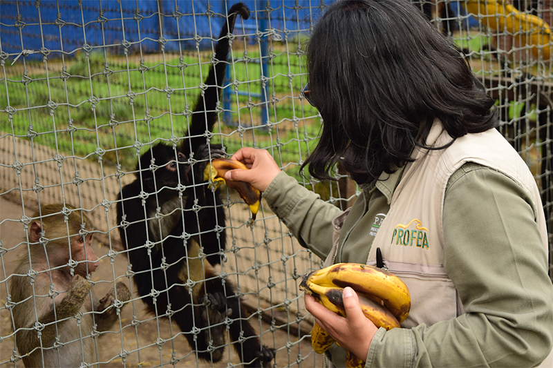 AZCARM solicita a FGR ubicar cadáveres de felinos 